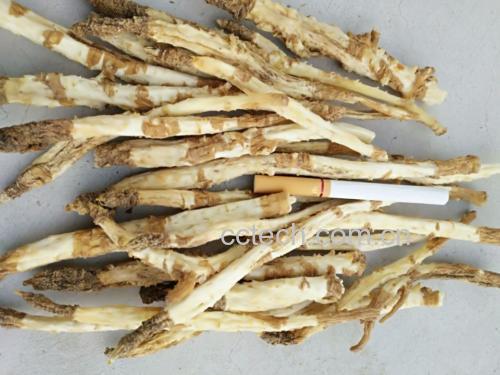 左侧为正品北沙参,细长圆柱形,表面淡黄白色;中间为南沙参,根较粗短,断面常中空;右侧为桔梗,表面灰棕色,断面有乳汁管形成的裂隙,三者形态、颜色、断面结构差异明显 北沙参与其他类似药材对比图