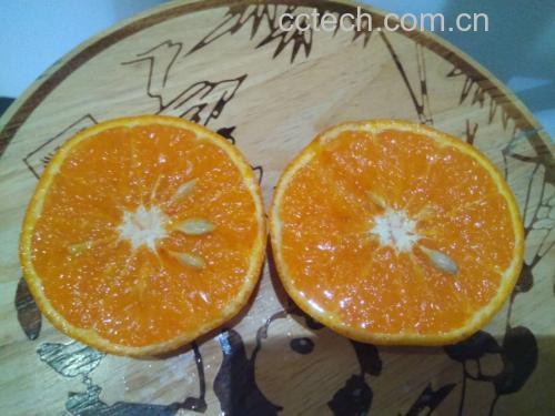 展示多个成熟沃柑果实,橙黄色果皮光滑细腻,切开后果肉饱满多汁 沃柑果实特写