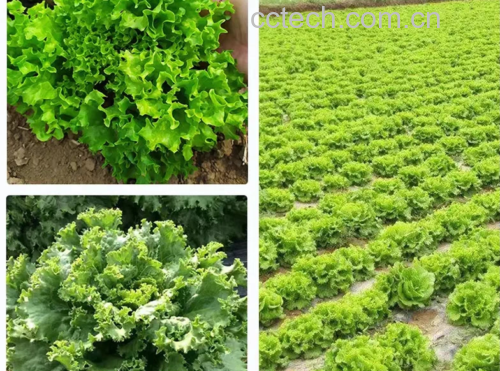 展示新鲜散叶生菜正在被一片片清洗和整理的过程 散叶生菜清洗过程