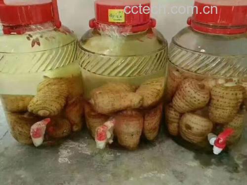 红参与其他药材搭配泡酒的过程图