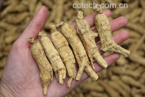 展示整根干燥西洋参,表面有明显环纹,颜色呈淡黄褐色 西洋参实物图