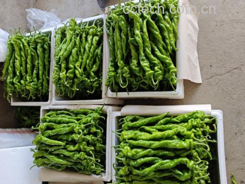 展示一篮新鲜绿色与红色交替的螺丝椒,背景为农田环境 新鲜采摘的螺丝椒特写
