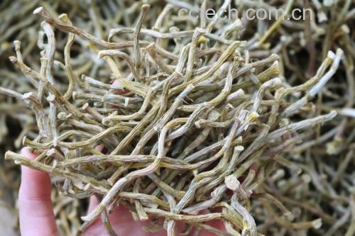 图片说明:左侧为切片红参,表面棕红色,质地坚硬,断面有明显放射状纹理;右侧为干燥铁皮石斛干条,呈螺旋状卷曲,表面灰绿色至深绿色,带有细纵纹,质地脆而易折 红参与石斛干品对比图