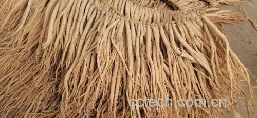 北沙参药材图,展示其干燥根茎的形态特征 北沙参药材图