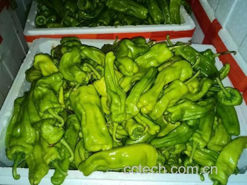 新鲜采摘的绿色圆青椒,表皮光滑有光泽 圆青椒特写