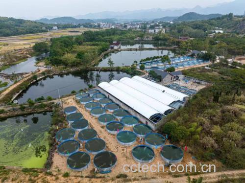 阳光下的农家小院,竹席上铺满黄褐色老姜块正在晾晒,背景为木质鸽舍,几只灰白色肉鸽在笼中活动,体现从田间到餐桌的完整农产品链条 农家院落中晾晒老姜与笼养肉鸽的生活场景