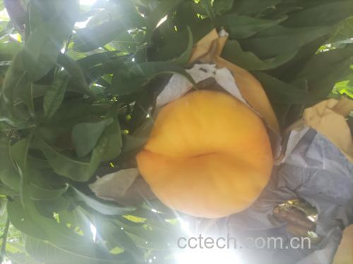 阳光下的黄蟠桃果园,果树枝头挂满金黄色果实,叶片翠绿茂盛 黄蟠桃果园实景图
