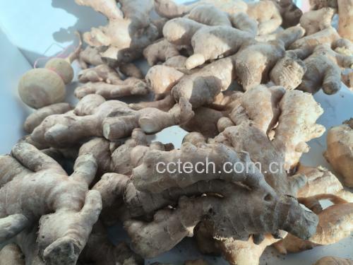 图片说明:左侧为老姜,右侧为嫩姜,展示两者外观和质地差异 生姜种类对比图