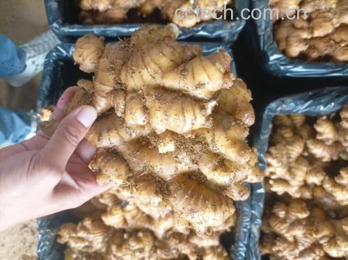 图片说明:展示老姜煮水洗头的具体操作流程 老姜洗头操作示意图
