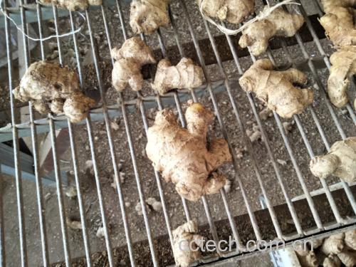 图片说明:生姜组织显微图像,显示其细胞结构和活性物质分布 生姜切片显微结构图
