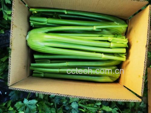 绿色的西芹黄瓜汁,旁边放着新鲜黄瓜和西芹 西芹黄瓜汁