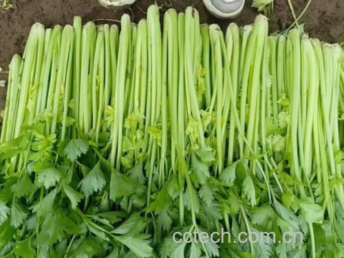 新鲜绿色西芹植株,茎部挺拔,叶片翠绿,展示其自然生长状态 西芹特写图