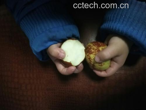 红枣剪开操作图