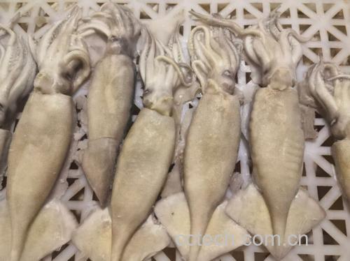 西芹鱿鱼食材展示:新鲜西芹、鱿鱼、红椒、大蒜等摆放在案板上 西芹鱿鱼食材展示