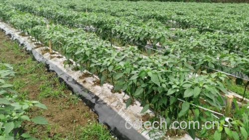 展示多种线椒品种的实物对比图,包括朝天椒、子弹头、二荆条等 线椒品种对比图
