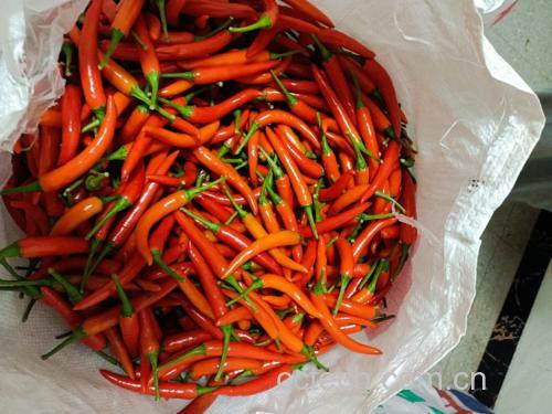 实用营养搭配图示:突出‘新鲜特辣小米椒’作为核心食材,与富锌、富硒、有机酸辅料物理并置,无加热处理,体现‘即切即用’的活性营养保留原则 厨房场景:不锈钢砧板上摆放新鲜小米椒与辅料:左侧为洗净切圈的鲜红小米椒,右侧为现剥核桃仁、生南瓜子、巴西坚果碎,中间小碟盛放苹果醋与初榨橄榄油