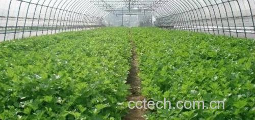 芹菜与西芹对比图
