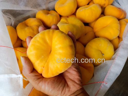 剖开的黄蟠桃果实,展示其金黄色果肉与内部结构 黄蟠桃切片展示果肉颜色