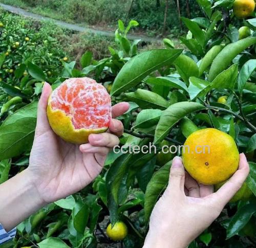 展示蜜橘果肉被仔细剥离并晾干的过程 蜜橘果肉处理过程