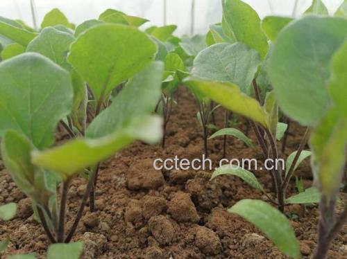 实验室检测场景：技术人员使用高效液相色谱仪（HPLC）分析长茄样品中绿原酸与龙葵素含量，电脑屏幕显示清晰双峰图谱，旁置新鲜长茄样本与标准品试剂瓶