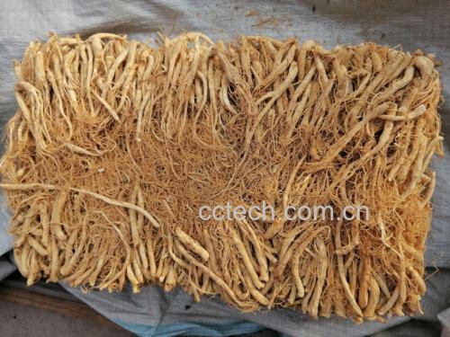 北沙参干品药材展示,呈细长条状,表面淡黄色 北沙参药材图