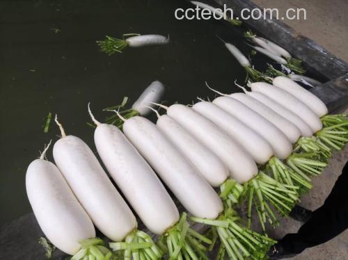 焯水后的白萝卜正在用冰水浸泡以保持脆嫩 白萝卜焯水后过凉水