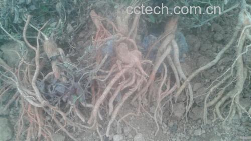 展示北沙参植物整体形态,根部特写清晰可见 北沙参植物图