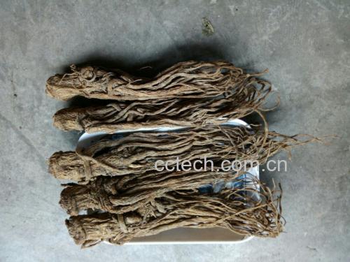 一盘晾干的北沙参根茎,颜色自然,形态完整 北沙参干货图