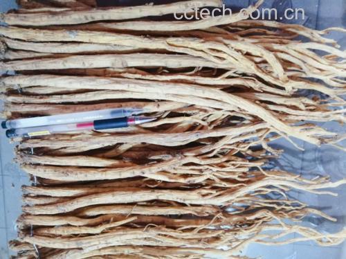 白芍与熟地黄的药材外观对比图,展示两种药材的干燥形态 白芍与熟地黄的药材外观对比图