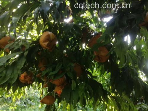 阳光下的蟠桃园,农民正在手工采摘成熟蟠桃,果实饱满、颜色均匀,背景为绿意盎然的果树林 果园采摘蟠桃