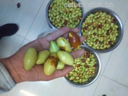 鲜枣与健康生活方式结合图,展示鲜枣在健康饮食中的位置 鲜枣与健康生活方式结合图