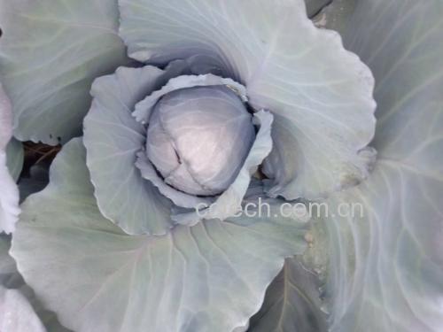 成品图展示:紫甘蓝和西兰花炒好后装在青花瓷盘中,颜色鲜艳,香气扑鼻 紫甘蓝和西兰花炒好后装盘成品图