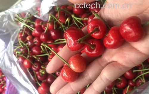 展示大连红灯樱桃种植园中挂满枝头的红灯樱桃,阳光照射下果实色泽鲜亮 大连红灯樱桃果园实景图