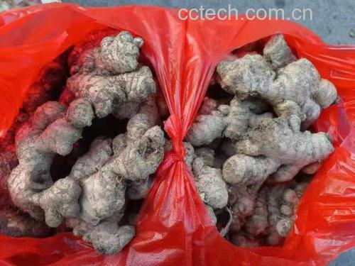 不锈钢锅中老姜与大枣在水中翻滚,蒸汽升腾,旁边摆放着红糖罐子 老姜与大枣正在锅中熬煮