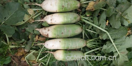 青萝卜与胡萝卜、土豆、白菜等常见蔬菜并列摆放,展示其外观与体积差异,便于消费者直观比较 青萝卜与其他蔬菜对比图
