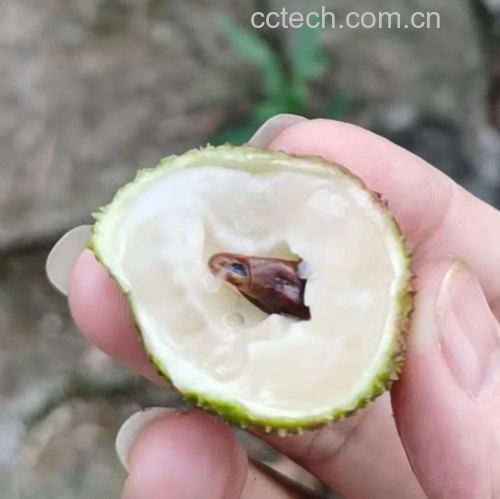 剖开的妃子笑荔枝,展示果肉结构与果核形态 妃子笑切开图