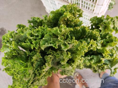 一株新鲜的散叶生菜,叶片翠绿,呈松散状排列 散叶生菜整株展示图