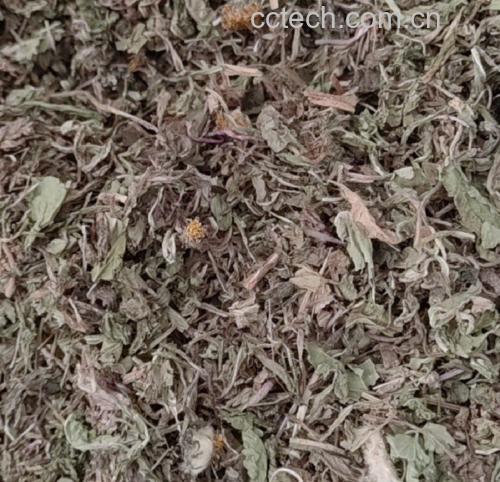 新鲜干燥的西洋参切片特写,展示其自然纹理与颜色 西洋参特写