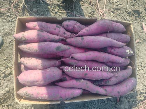 泗水紫薯地理标志产品实物图,含清晰标签特写、溯源码扫描界面示意、自然光照下表皮质感细节 国家地理标志产品泗水紫薯实物图:带原产地标签与溯源二维码,表皮呈典型紫红褐色,大小均匀,附土壤残留痕迹体现田间采收真实性