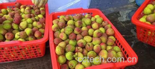 信息图表:左侧Y轴为含量单位(mg/100g),X轴分四组——妃子笑、橙子、苹果、糯米糍;三色柱分别代表维生素C(红色)、总多酚(蓝色)、钾(绿色);妃子笑在全部三项中均显著领先其他对照组 妃子笑荔枝营养成分对比柱状图:标注维生素C、总多酚、钾含量三项关键指标,并与橙子、苹果、糯米糍荔枝横向对比