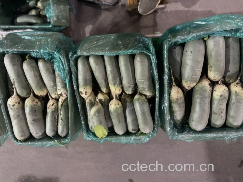 一位孕妇在厨房中认真清洗新鲜青萝卜,背景为明亮温馨的厨房环境 孕期女性正在清洗青萝卜