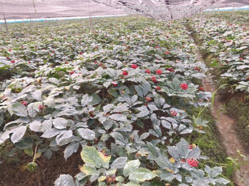 展示位于山东文登的西洋参标准化种植基地,绿色生态种植环境清晰可见 西洋参种植基地航拍图