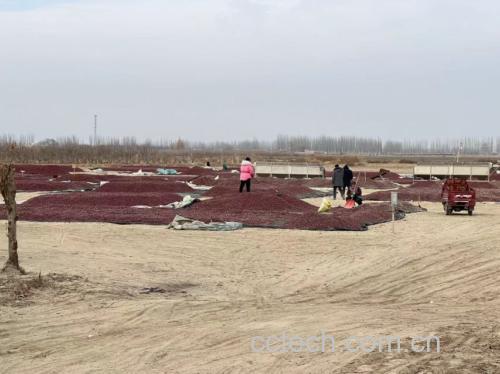 展示灰枣用于泡茶、和田红枣用于炖汤的不同应用场景 红枣炖汤与泡茶场景图
