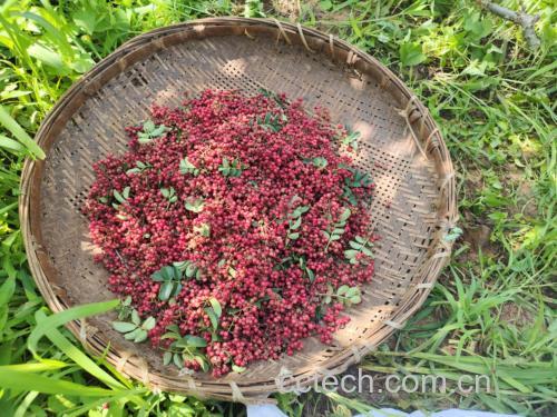竹编簸箕中铺满金黄色的野生野菊花花朵,正在阳光下自然晾晒,花瓣舒展,色泽鲜亮,背景为山区农家院落,体现传统农产品初加工场景 晾晒中的野菊花