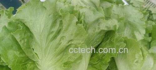 新鲜脆嫩的生菜叶片,展示其深绿色与光泽 生菜叶片特写