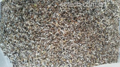 白术与熟地黄煮水成品图,展示药液颜色与搭配辅料效果 白术与熟地黄煮水成品图