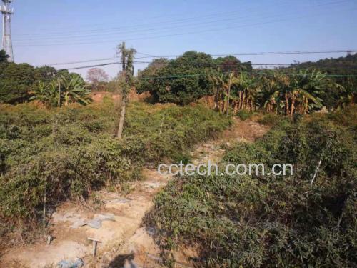 展示河南温县怀牛膝种植基地,绿意盎然的田间景象,体现其道地产区环境 怀牛膝种植基地航拍图