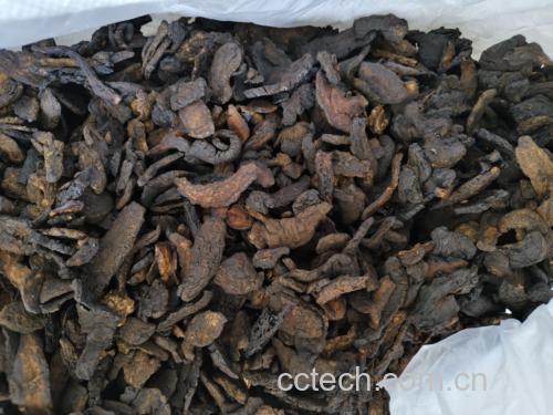 场景化摄影:资深中药师在GMP认证药房内,用白瓷盘盛放熟地黄样品,正以标准感官评价流程操作——左手持放大镜观察断面油润度,右手轻捻碎屑测试黏性,并同步记录气味与滋味描述,背景可见药典与检测报告 专业药师手持熟地黄进行感官鉴别