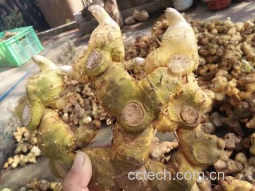 熟地黄与萝卜、茶叶、鳖肉等食材并列对比图,标注出不宜同食的食材名称 熟地黄与其他食材对比图