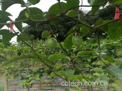 成熟的黄金百香果果实,表皮光滑呈金黄色,内部果肉饱满多汁 黄金百香果果实特写